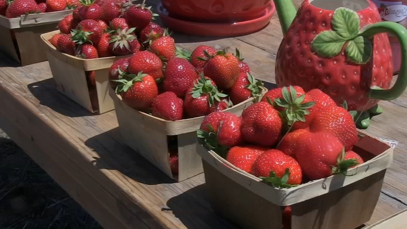 Strawberries In Season At Johnson S Farm Produce In Hobart Abc7 Chicago