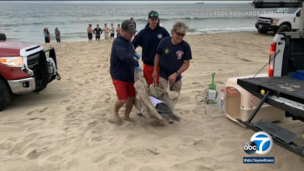 Dolphin dies after washing ashore in Hermosa Beach 
