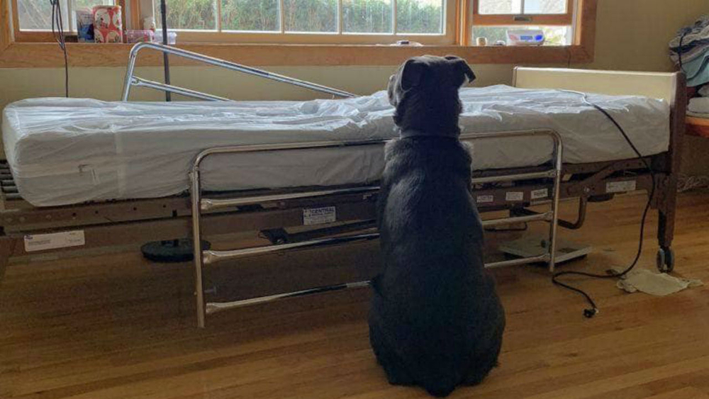 Heartbreaking photo shows dog at New Jersey owner's empty hospital bed