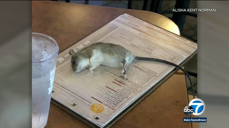Rat Falls From Ceiling And Onto Table At Westchester Buffalo Wild