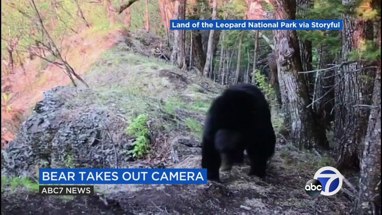 Bear scratches back, takes out camera