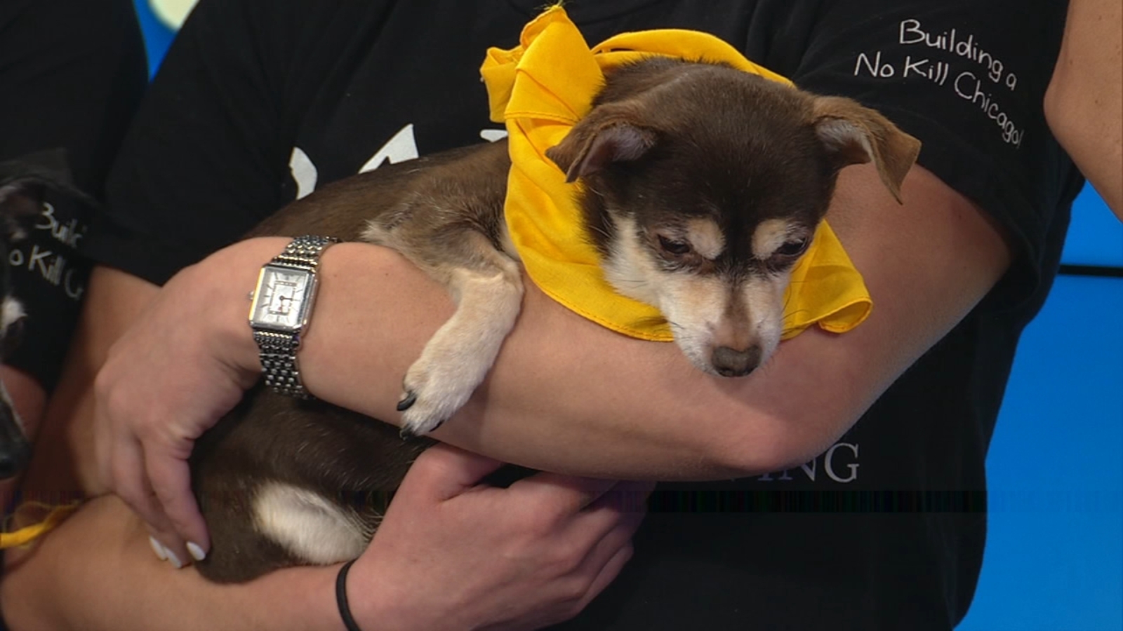 Find your new furry best friend at PAWS Chicago - ABC7 Chicago