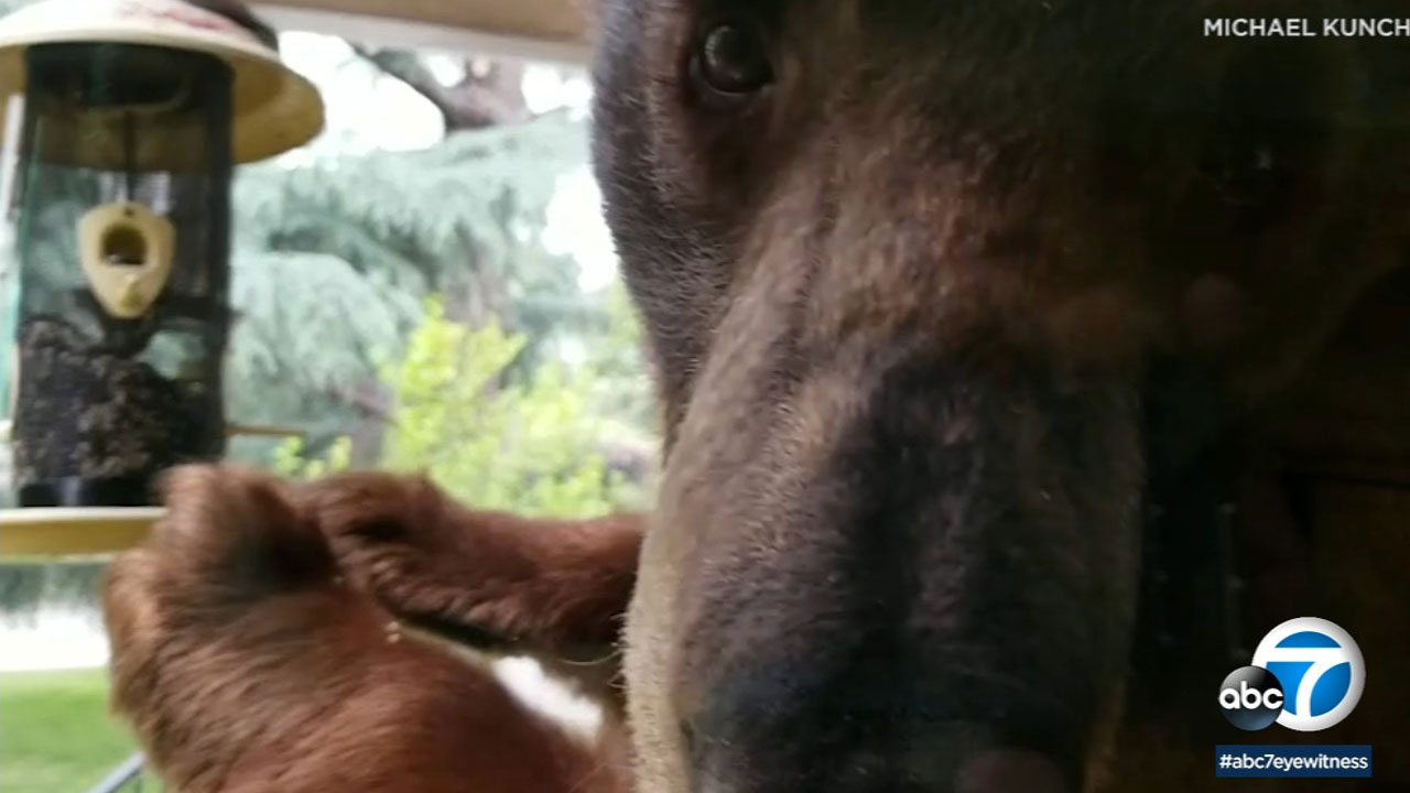 VIDEO: Bear eats from bird feeder on Monrovia family's porch