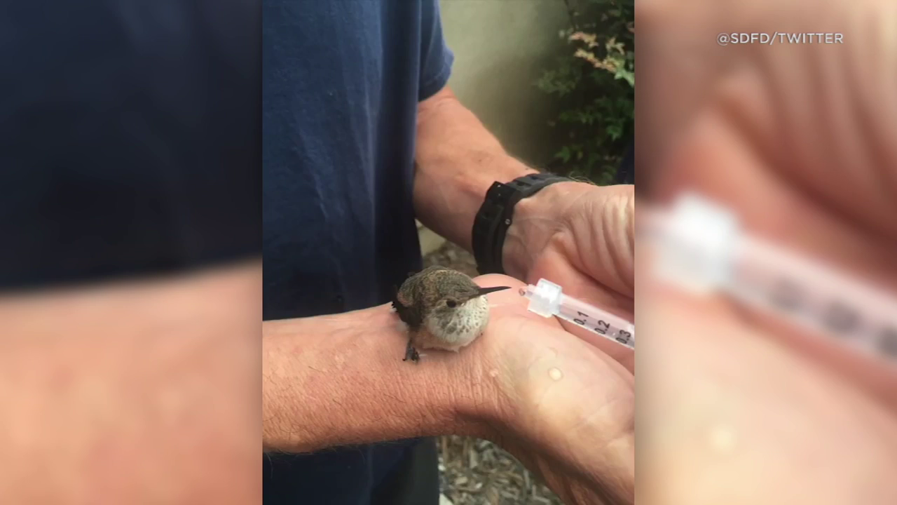 San Diego firefighters rescue injured baby hummingbird