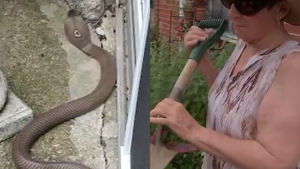 Fearless great grandma kills cobra in her Falls Township yard