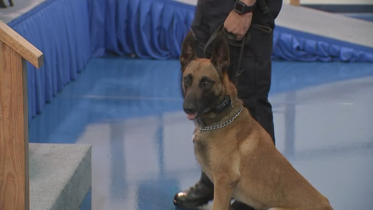 Congrats on graduating, K9s!