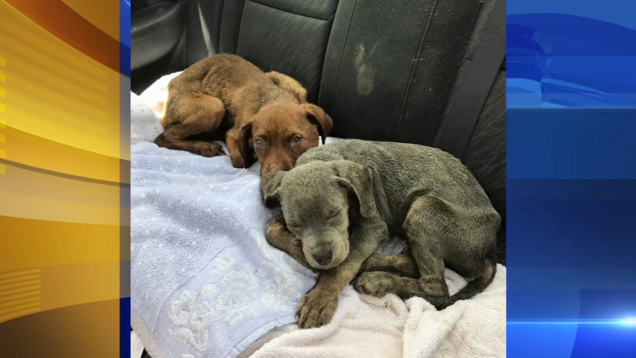 Dozens of dogs seized from Trenton home