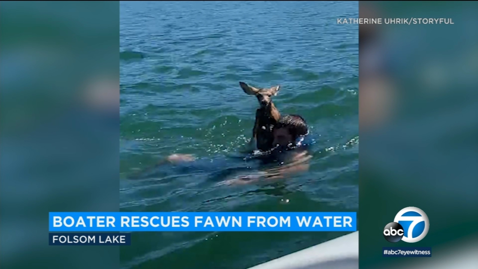 Boater in Northern California rescues baby deer drowning in Folsom Lake