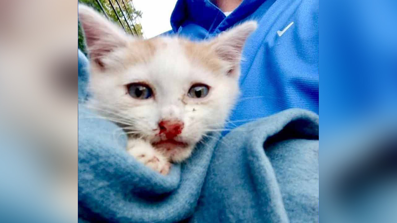 Police seek person who threw 2 kittens from car window in New Jersey