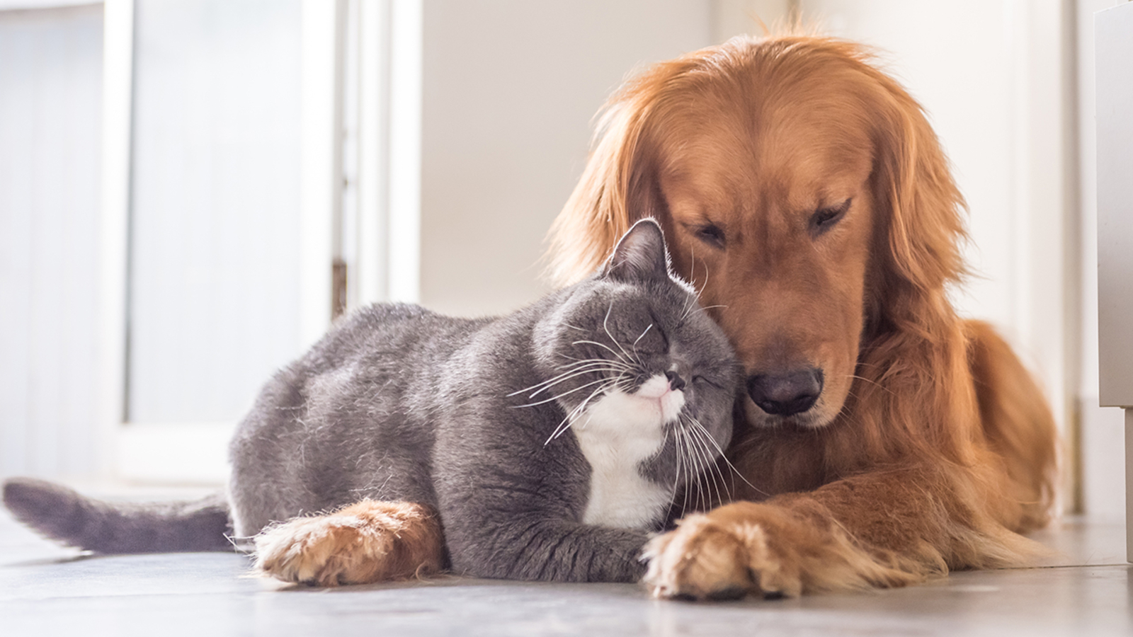 NYC to offer free pet food at 22 pantries across all five boroughs