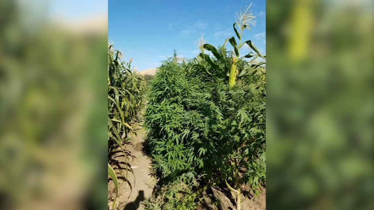 More than 2,500 illegal marijuana plants found in Lindsey
