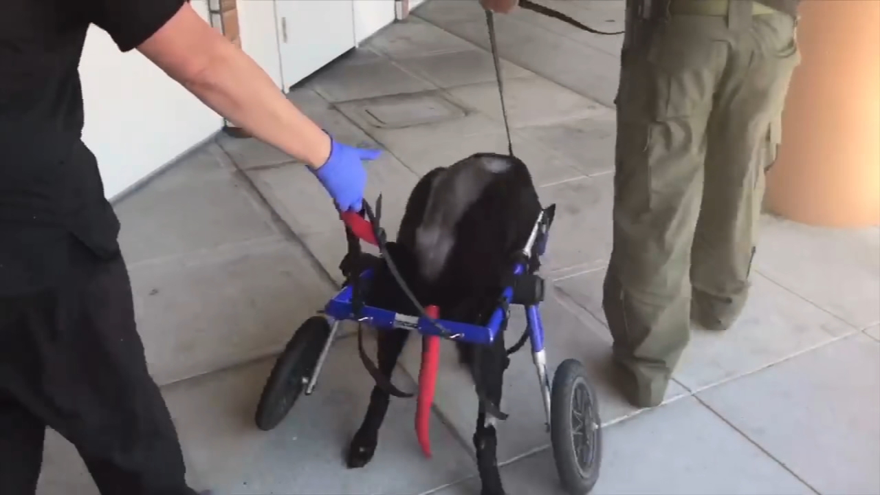 K-9 walks again after back surgeries