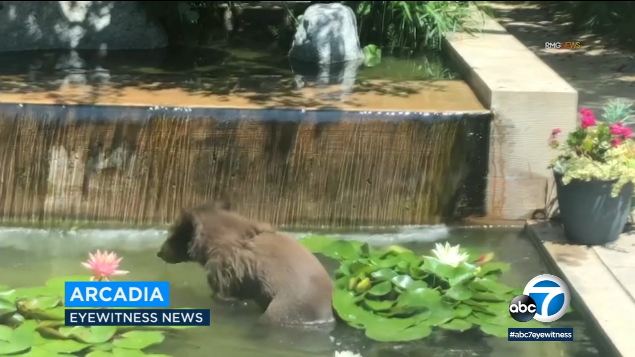 VIDEO: Bear plays in backyard pool in Arcadia
