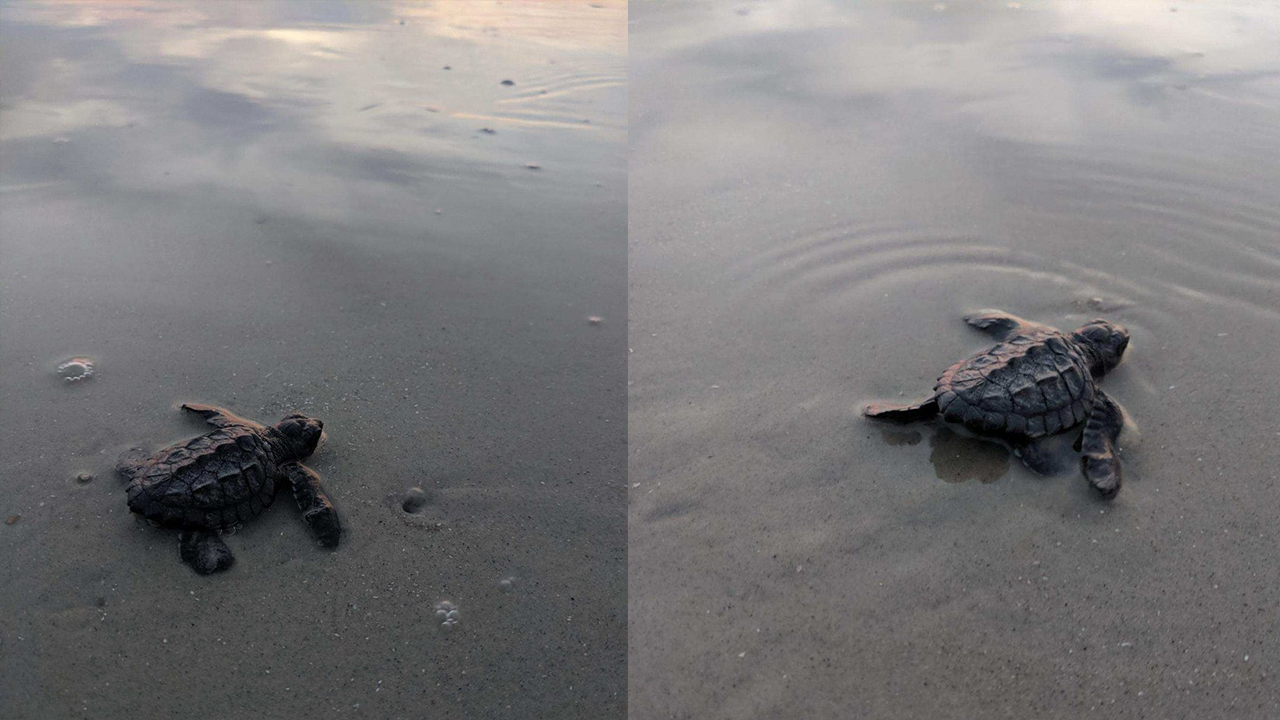 World's most endangered sea turtles hatch on Hilton Head Island