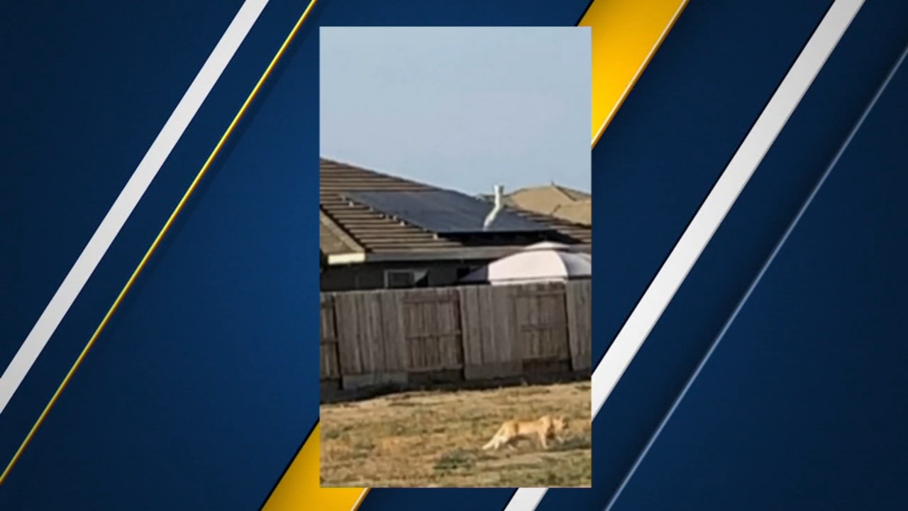 Questions linger after second Tulare mountain lion sighting in two months