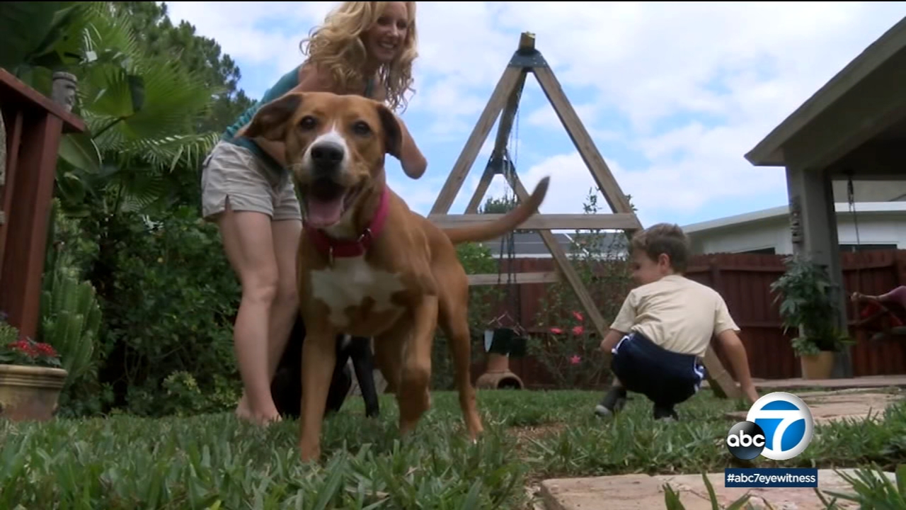 living with dog allergies