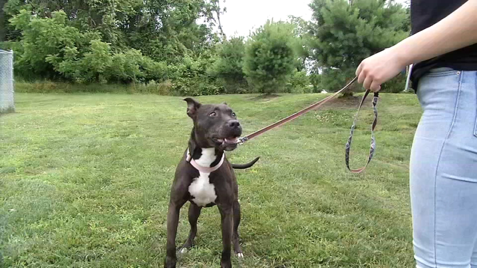 Homeward Bound's New Rent'A'Dog Program FYI Philly Shelter Me 6abc