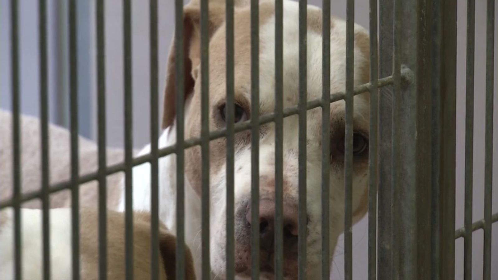 200 dogs quarantined after 'canine flu' outbreak in Oakland ABC7 San