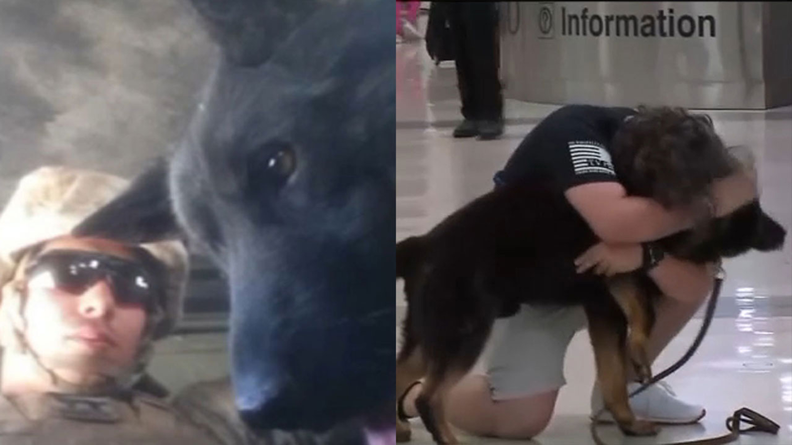 Military K9 reunited with former Marine Sergeant after years apart ...