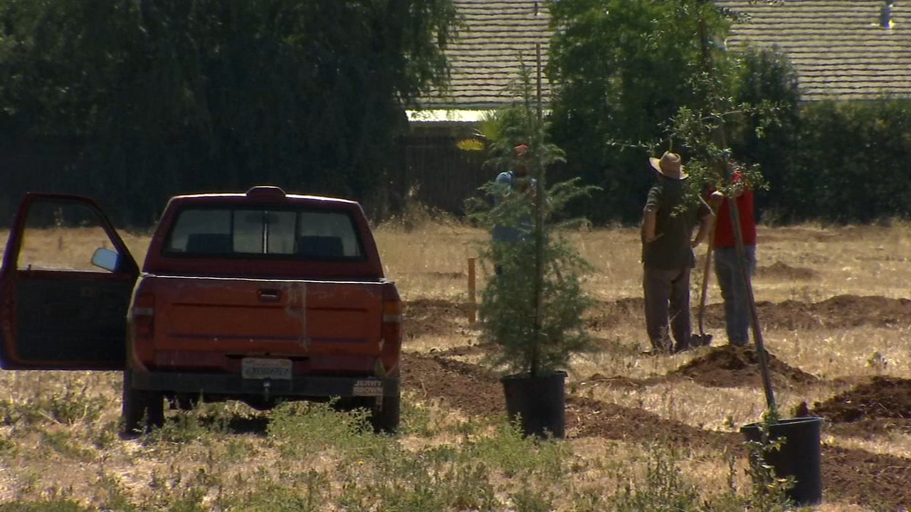 Volunteers plant trees to start new park in southeast Fresno