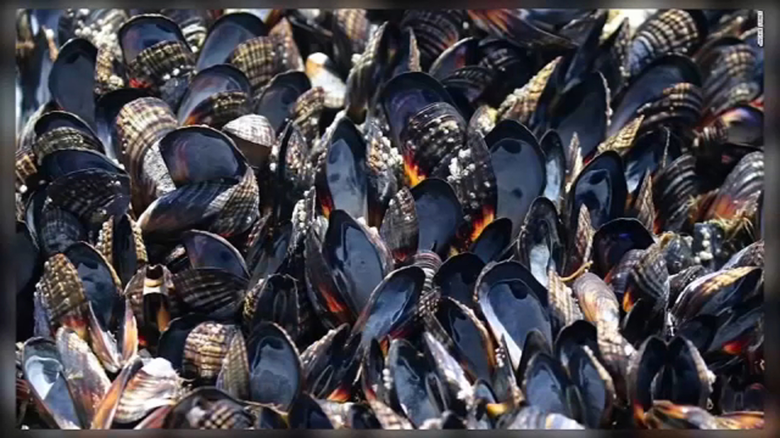 California heat causes mussels to fry to death along shoreline ABC7