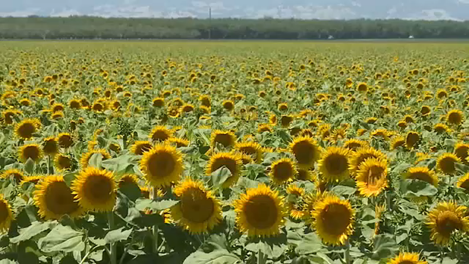 Sunflower-seeking Instagrammers destroying crops - ABC7 Chicago