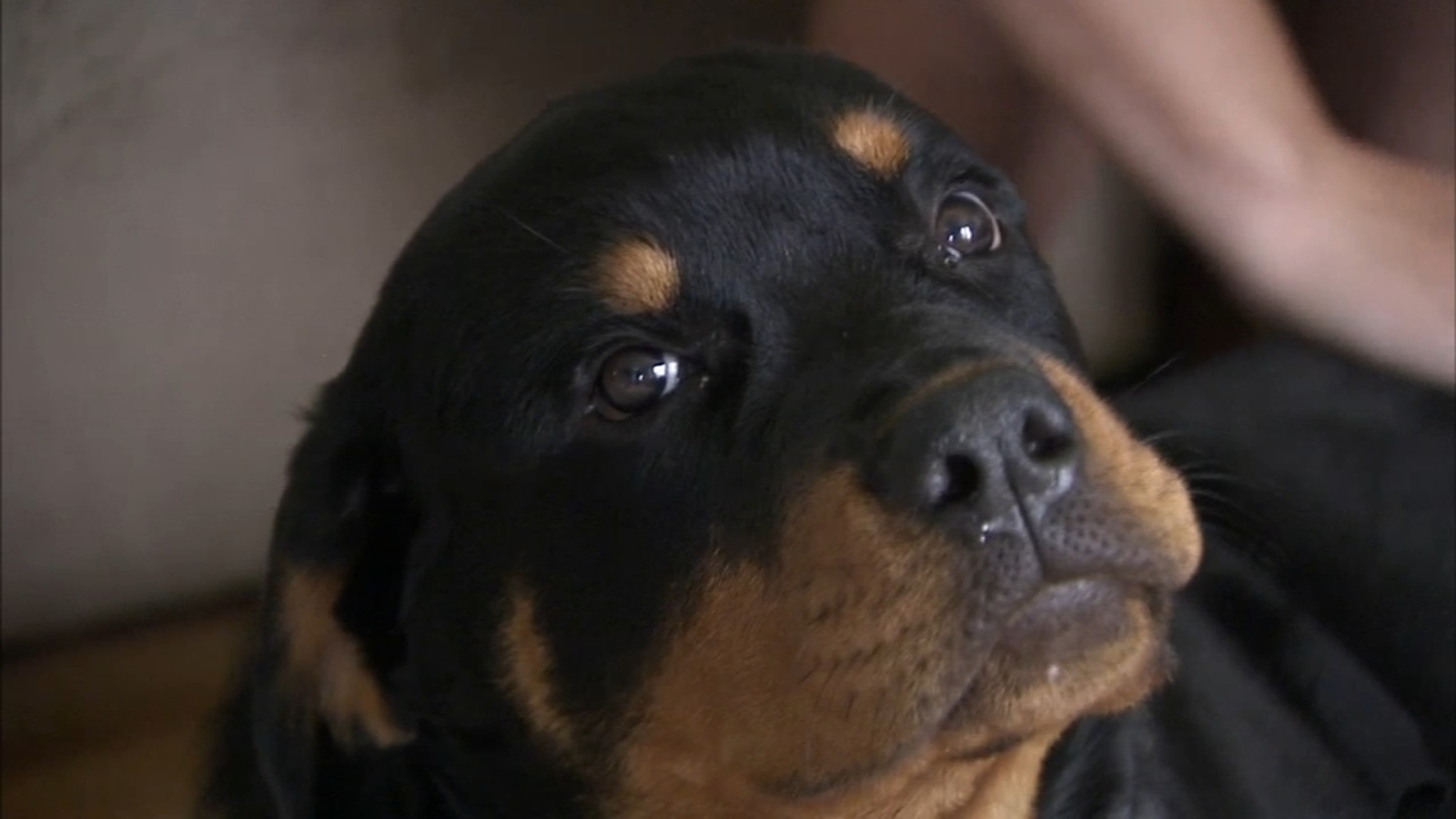 Dog loses leg after attack at park in Wilmington, Delaware 6abc