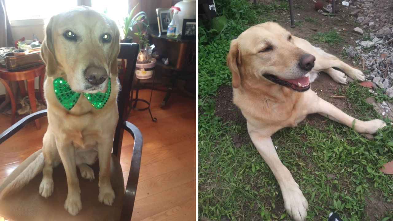 Therapy dog of 9/11 first responder goes missing in Yonkers