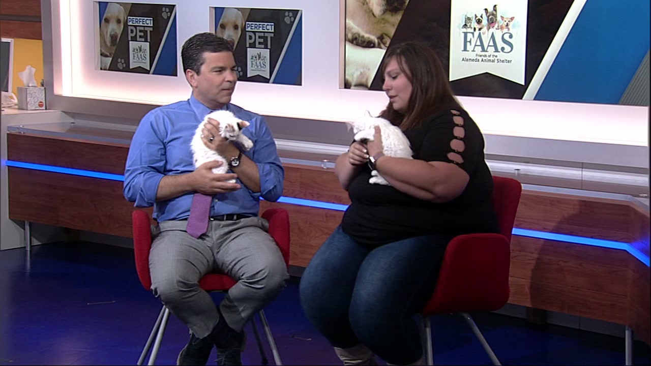 Meet this week's Perfect Pet: Hazel, Mabel and Woodstock