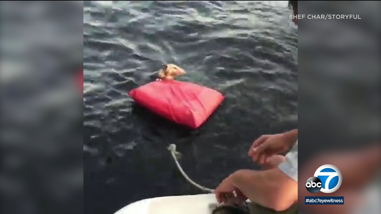 A Michigan couple spotted an opossum struggling to swim in a lake and threw the critter a floatie.