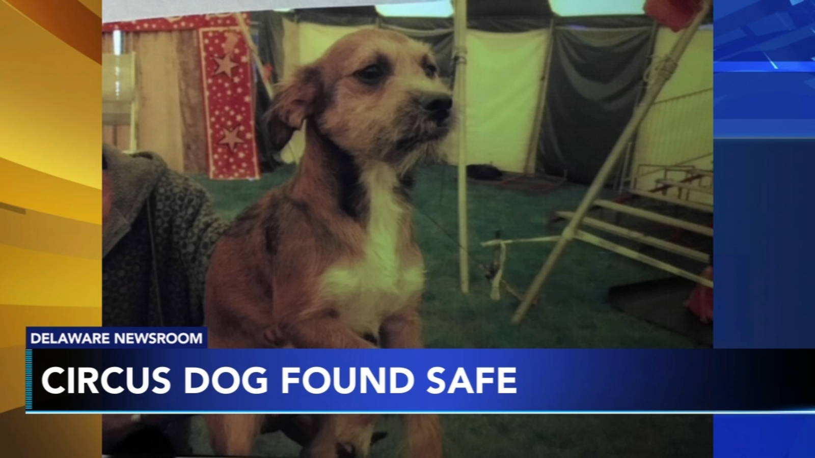 Circus dog found safe after vanishing in Smyrna, Delaware 6abc
