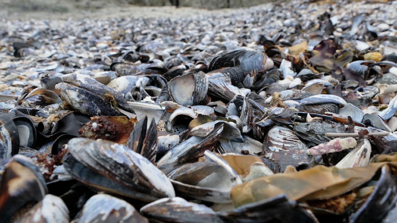Researcher explains why thousands of dead mussels line coast of Bodega Bay