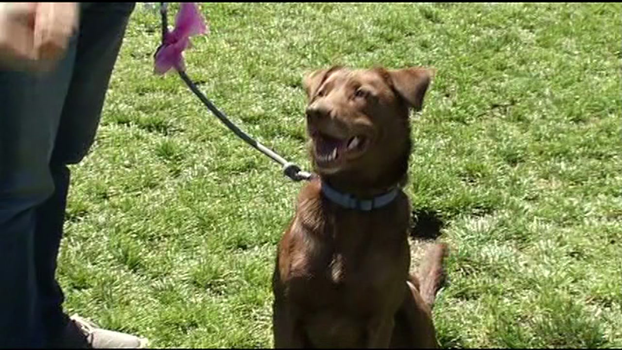 Study: Oakland rated best city for pets in Bay Area