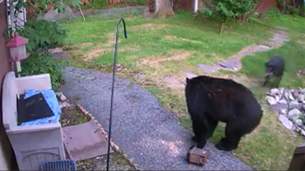 Video shows dog scaring off backyard bear in New Jersey
