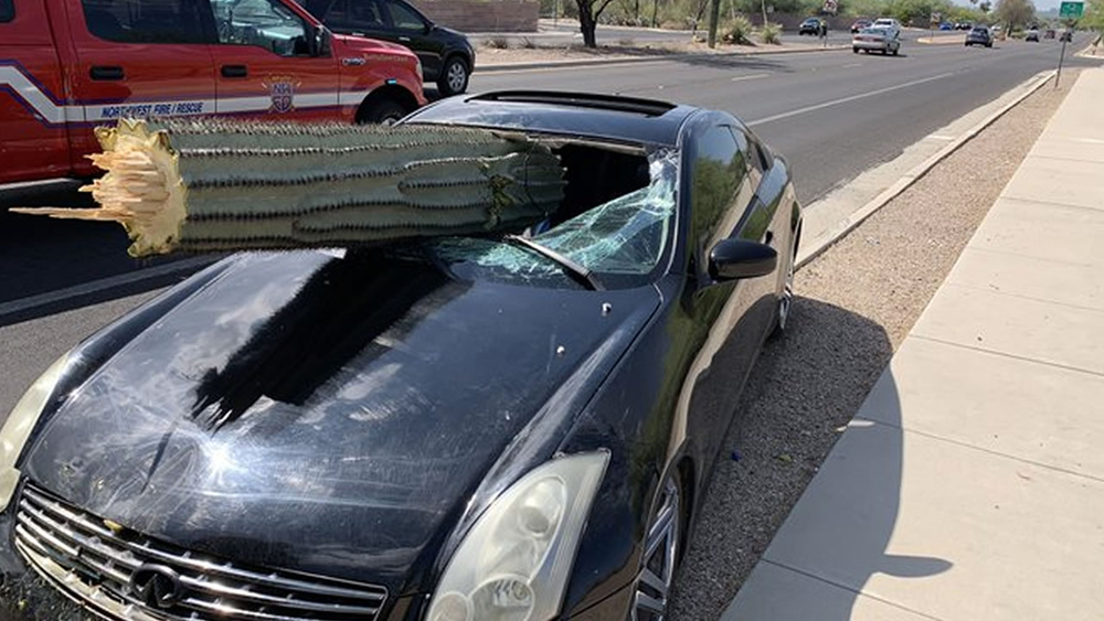 Driver escapes injury when saguaro cactus pierces windshield
