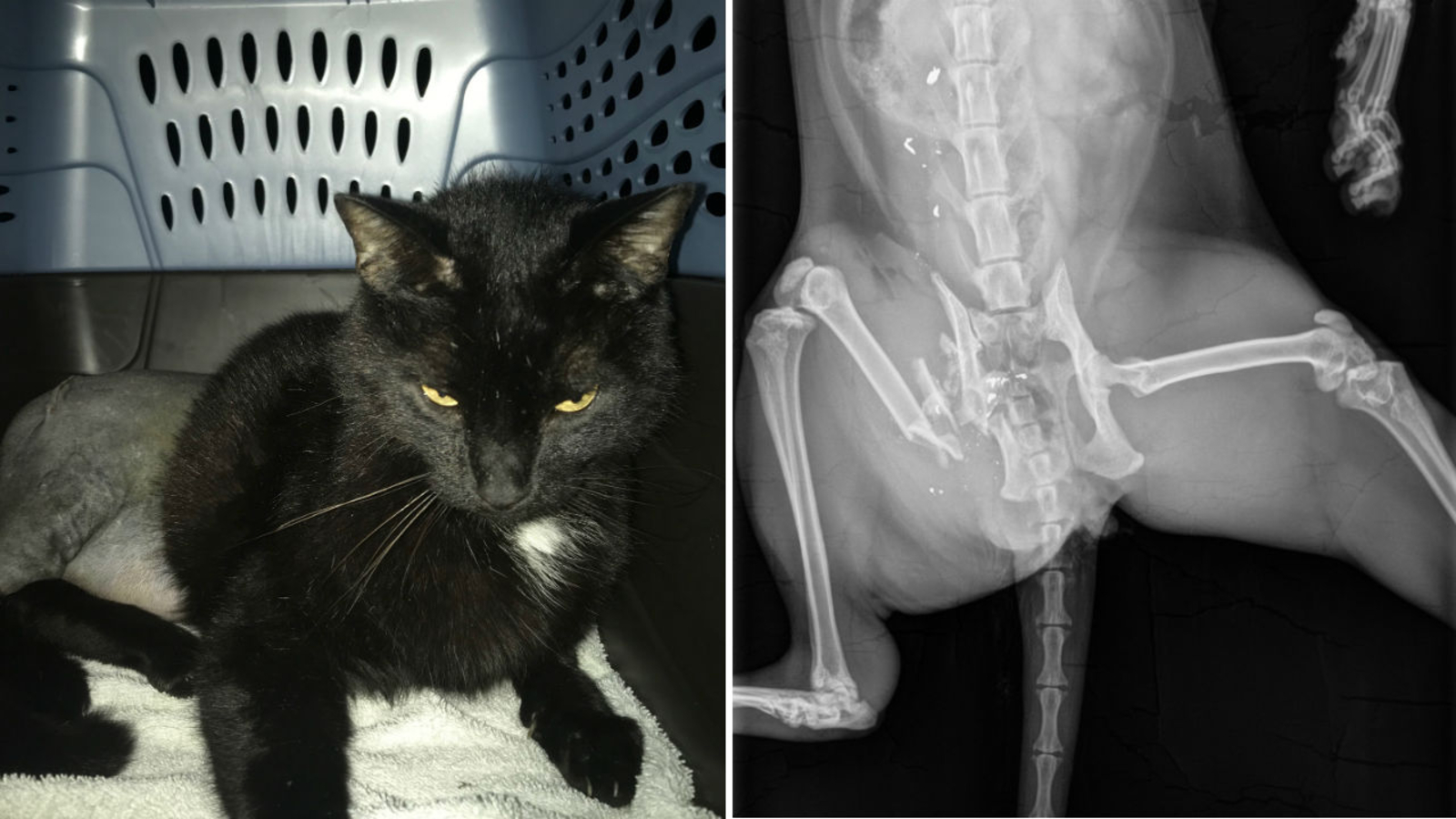 Reward offered after cat returns to Putnam County home with gunshot