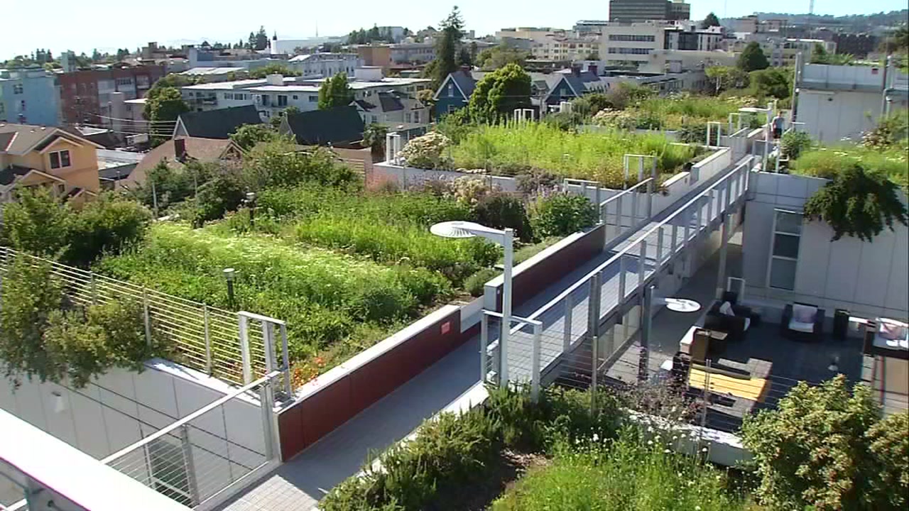 Berkeley farmer grows flowers in the sky on amazing rooftop farm