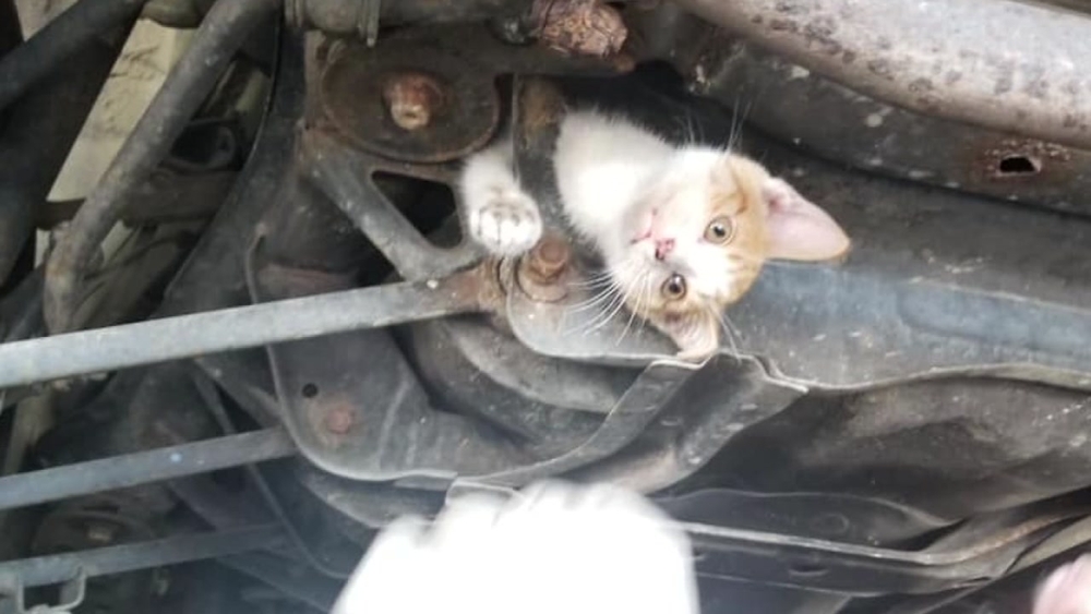 'Miracle' kitten rescued after being stuck in car frame for hours