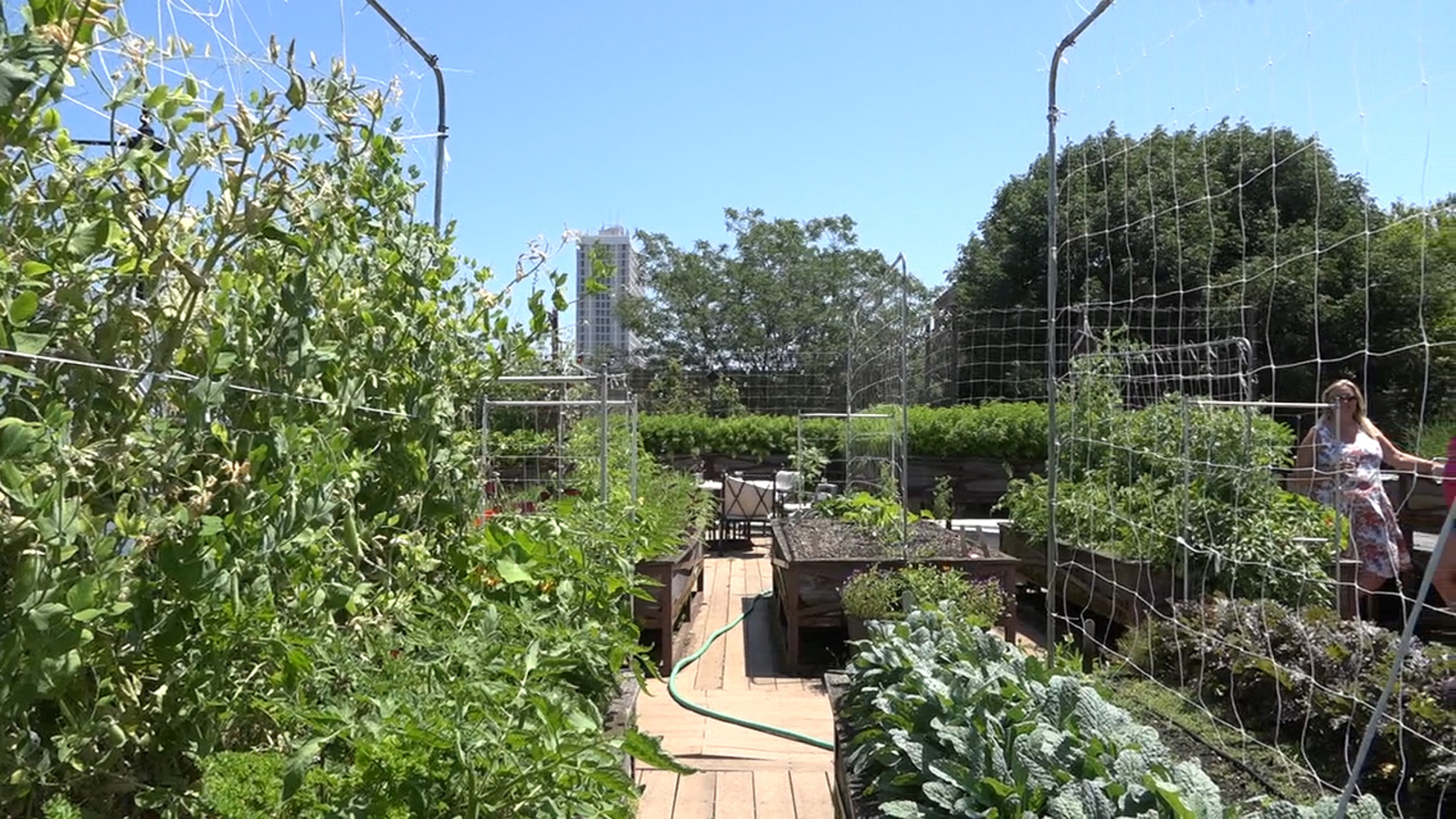 Take a look inside the first certified organic rooftop farm in the
