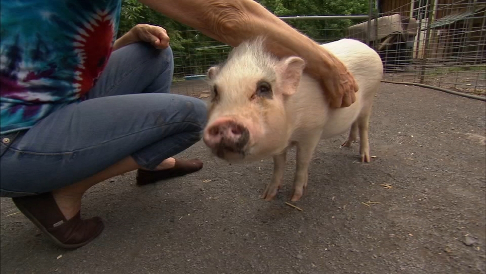 Shelter Me: Pig Placement Network