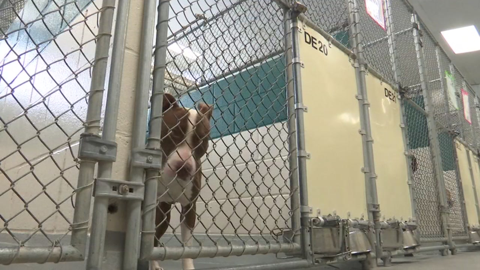 Fees waived for animal adoption Saturday at Wake County Animal Shelter