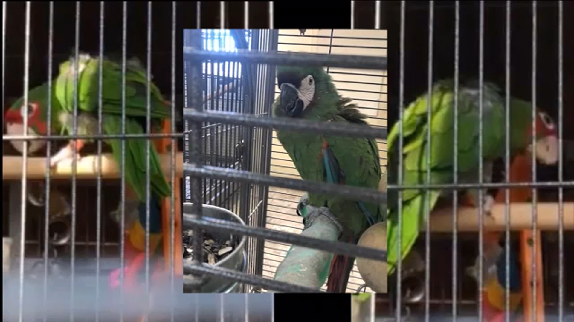 Serial parrot thief may be on the loose in Berks County