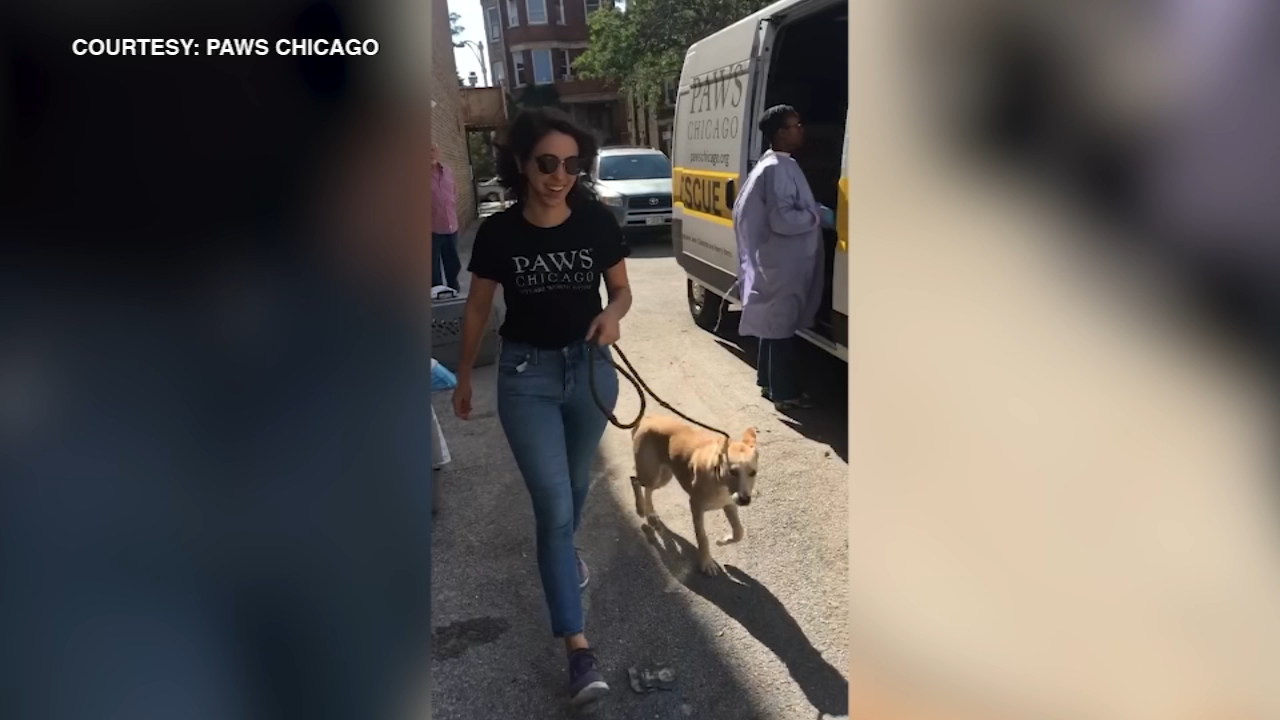 PAWS Chicago rescues 27 animals from areas impacted by Barry
