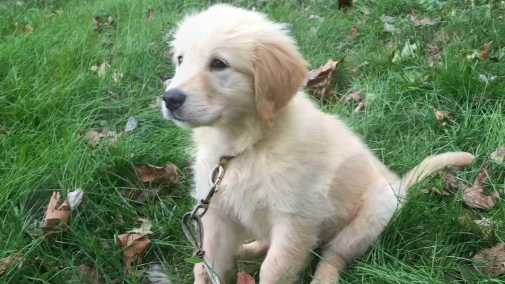 A warning about pet leasing agreements