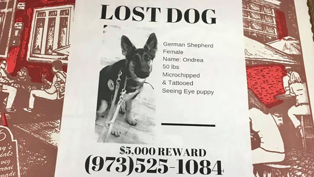 New Jersey pizzeria putting flyers of missing pets on pizza boxes