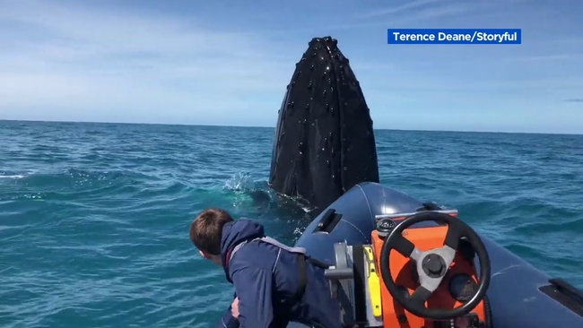 Whale | abc7news.com
