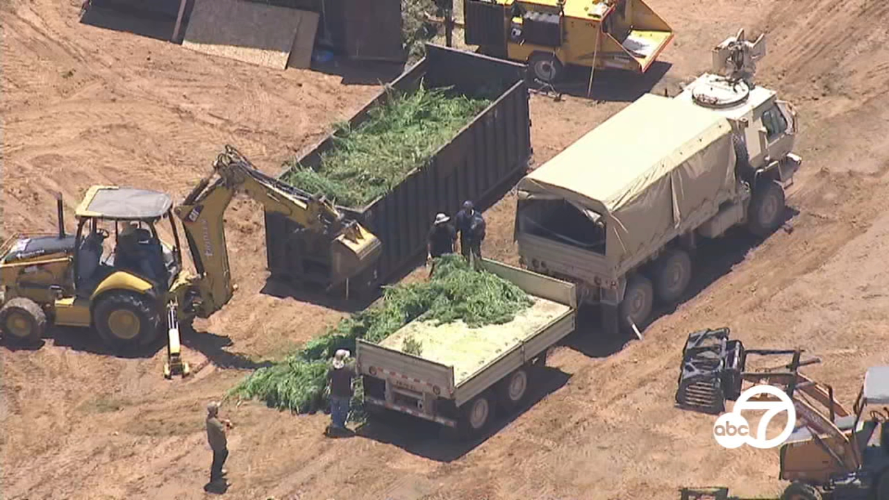 Sheriff's deputies seize 14.9 tons of pot, 37 firearms in Perris