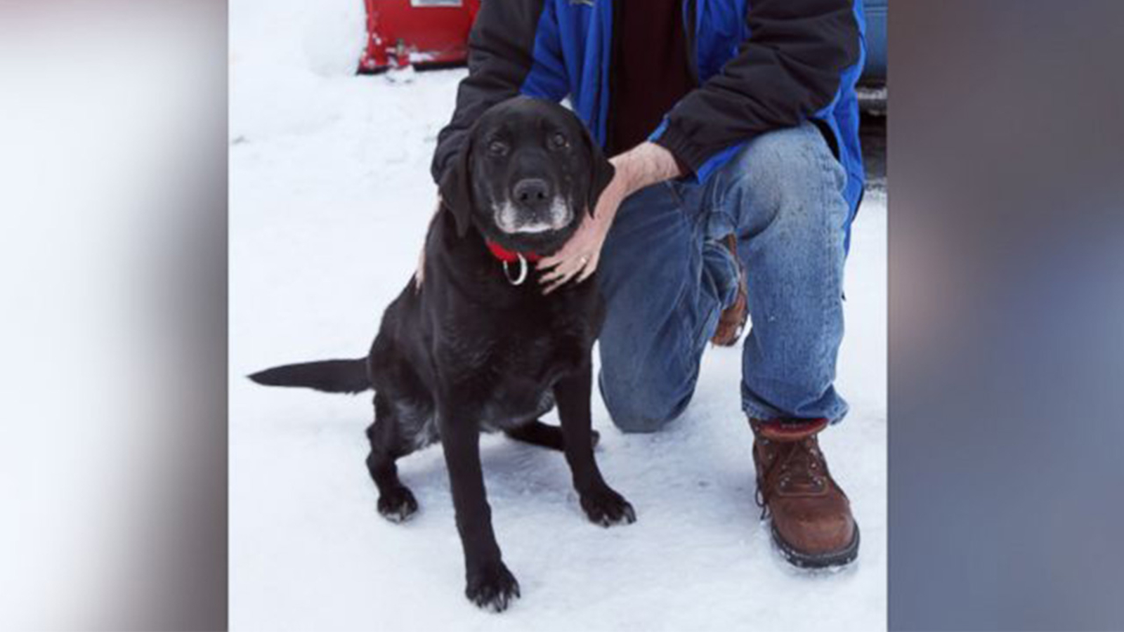 Blind dog rescued after being lost for 2 weeks in 40 degree weather