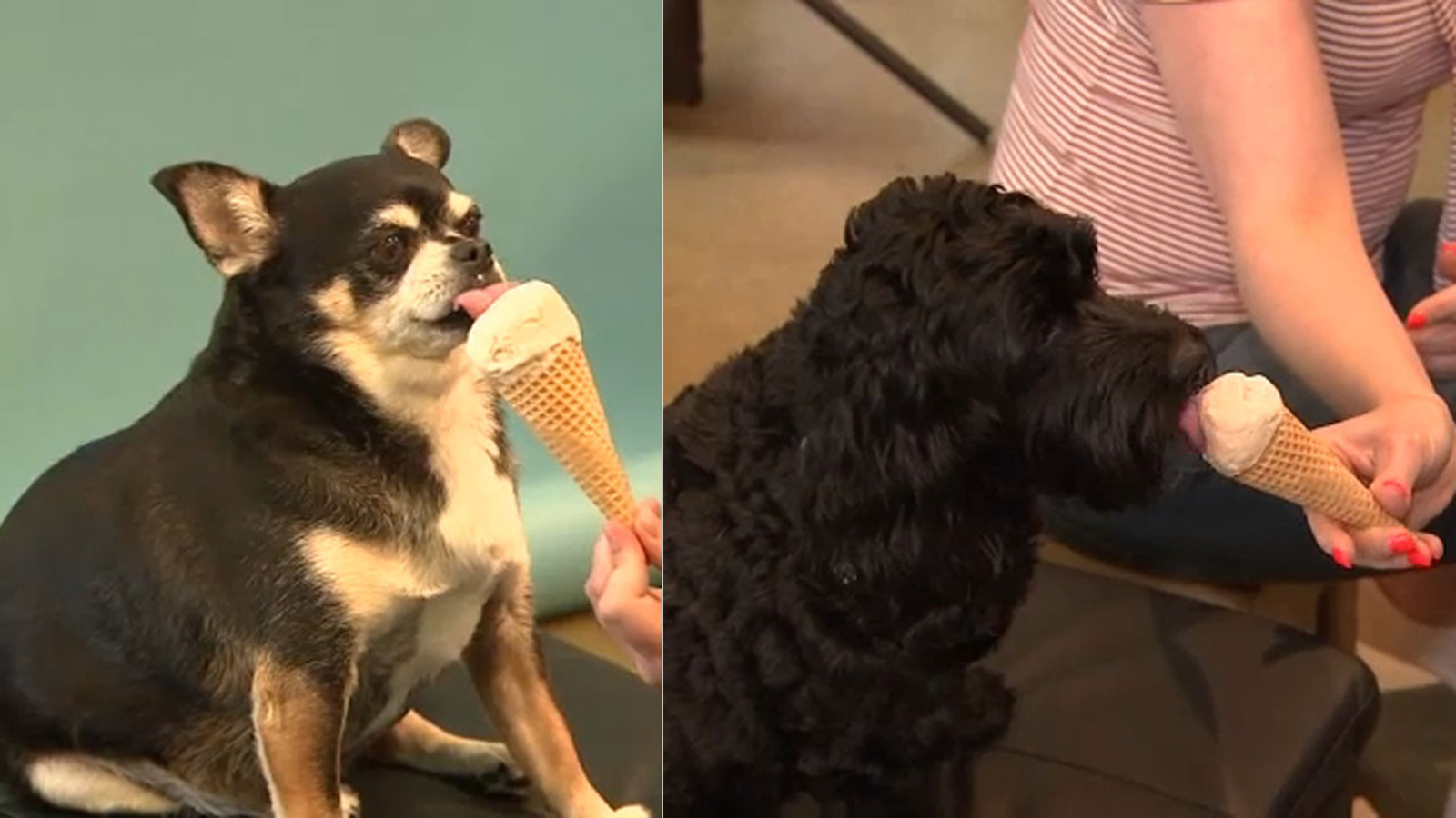 Dogs eating ice cream The perfect way to celebrate National Ice Cream