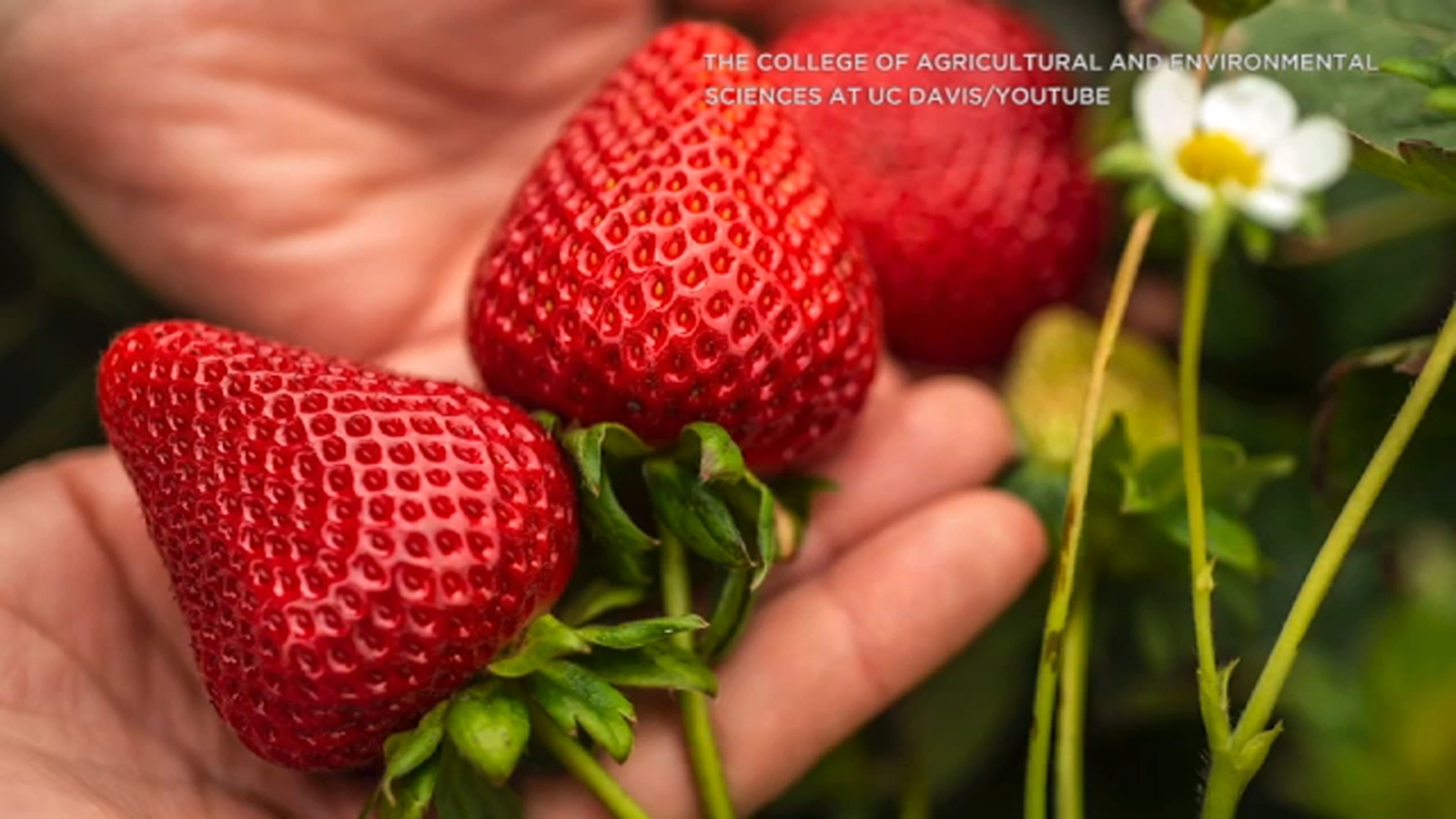 5 new types of strawberries developed by UC Davis ABC7 Los Angeles